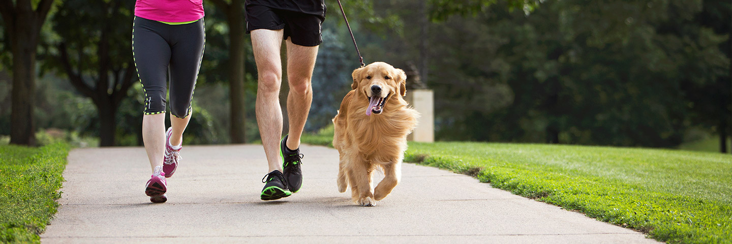 DogWatch of Colorado, Englewood, Colorado | Electronic Dog Training Collars Footer Image Image