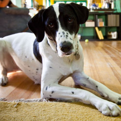 DogWatch of Colorado, Englewood, Colorado | Indoor Pet Boundaries Contact Us Image
