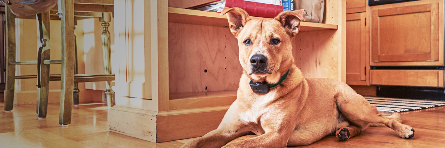 DogWatch of Colorado, Englewood, Colorado | Indoor Pet Fences Slider Image