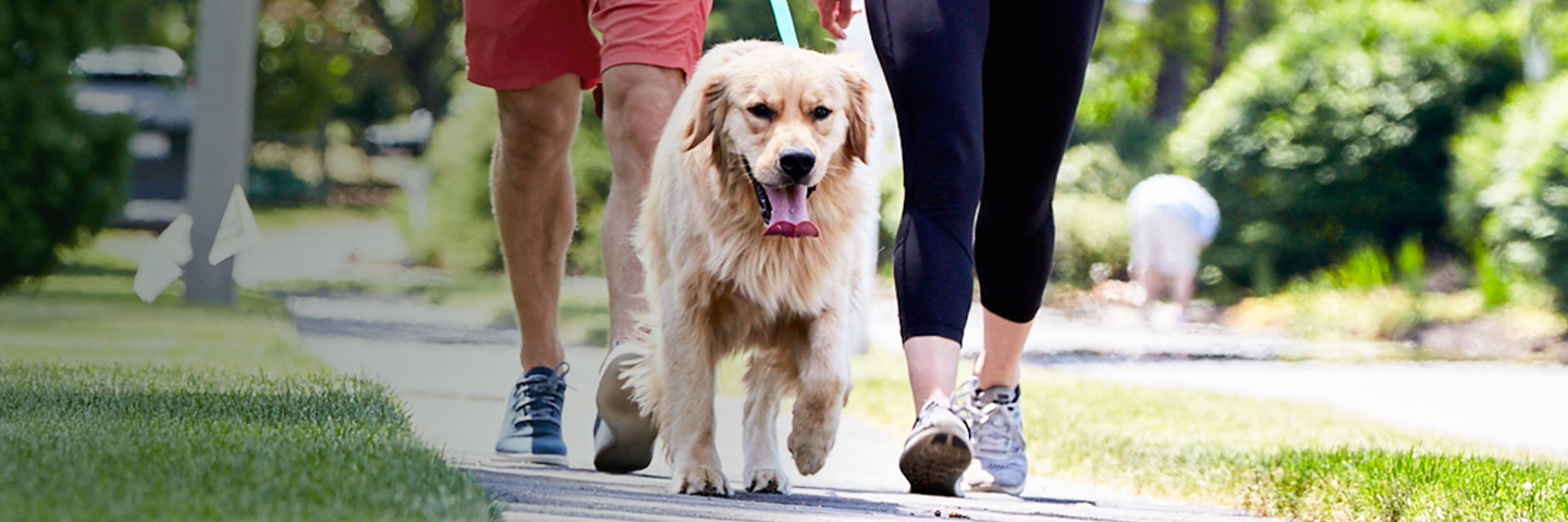 DogWatch of Colorado, Englewood, Colorado | SideWalker Leash Trainer Slider Image