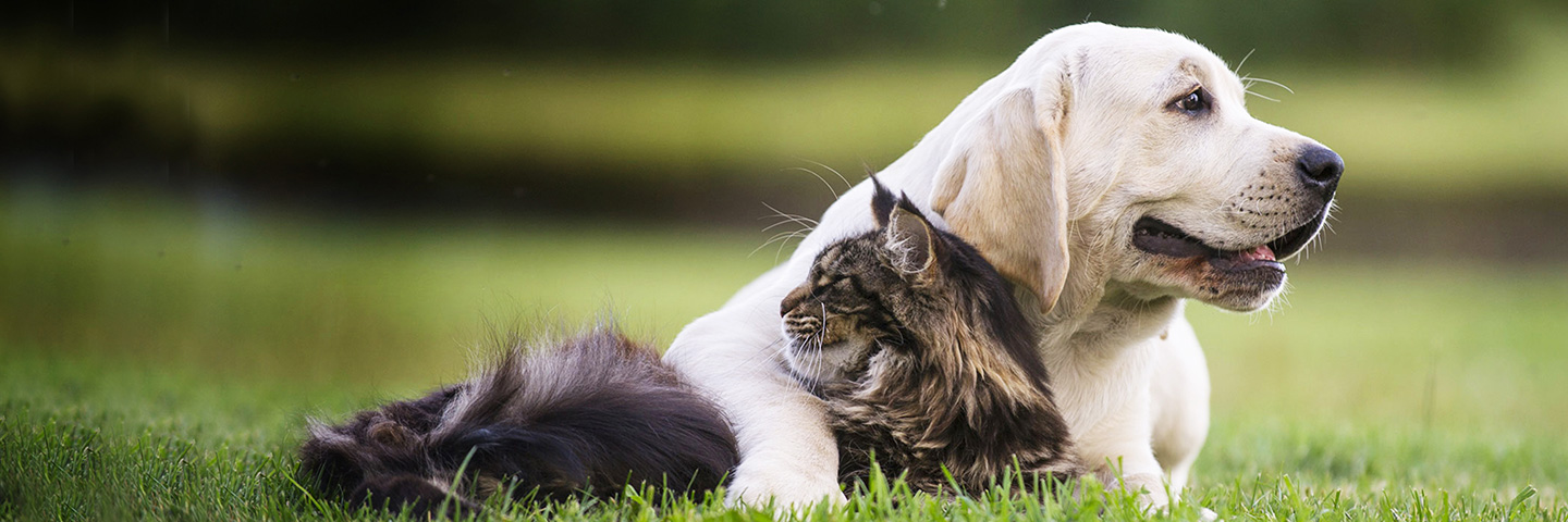 DogWatch of Colorado, Englewood, Colorado | Cat Fences Slider Image